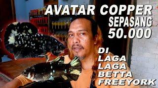 AVATAR COOPER HARGA SEPASANG 50 RB DI LAGALAGA BETTA FREEYORK