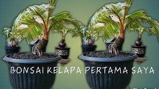 Bonsai kelapa pertama saya