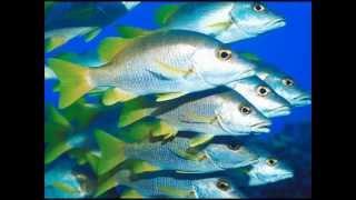Last Oktober - Silver Fishes