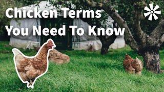 Common Chicken Terms You NEED To Know 