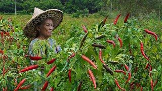 100多亩不要的辣椒，阿婆摘回20斤，做辣酱吃一次过瘾｜100 mu of peppers grandma picked 20 kilograms to make pepper sauce｜玉林阿婆