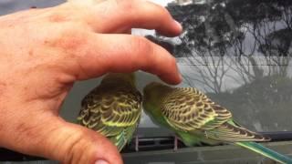 Wild Budgerigars