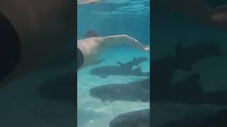 Swimming in shark infested waters  Bahamas Activities