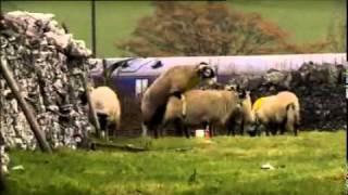 Lambing Live 2011 Highlights Part 2