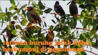 ratusan burung jalak kebo berkumpul di pepohonan