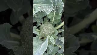 When to Plant Broccoli for FallWinter Harvests #broccoli #fallgarden #growyourownfood