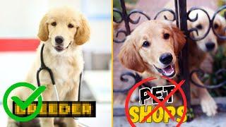 Best Places for Finding Golden Retriever Puppies for Sale