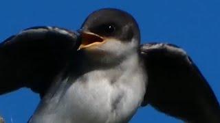 Tree swallow Baby birds call loud sounds