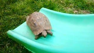 Turtles and Tortoises on Slides