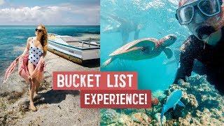 FINALLY Visiting The GREAT BARRIER REEF You HAVE to See This in Australia Sharks Turtles & More