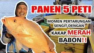 MANCING KAKAP MERAH MONSTER