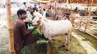 Live Soda  Makhi Chena  Rajanpuri Bakre  Tadda  Qurbani 2023