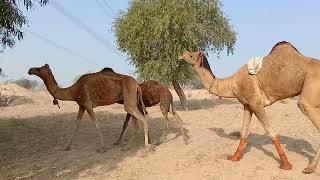 Camel  raining romance 