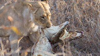 Extreme Fight Lion Vs Crocodile Wild Animals Attack