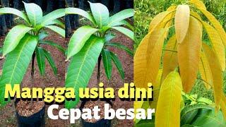 Agar mangga usia dini cepat tumbuh dan cepat besar #dirumahsaja