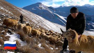 The hard life of a Shepherd in the Caucasus mountains. Winter Dagestan