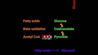 Can glucose be made from fat? @Metabolism Made Easy