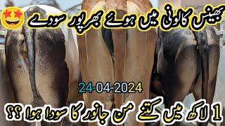 Bhains Colony Mandi latest 24-04-2024 updateMandi 2024 1 Lac 5Hazar ka Soda B4BIRDS