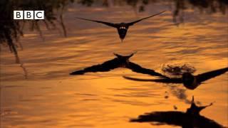 Swallows Drinking While Flying - Slow Mo