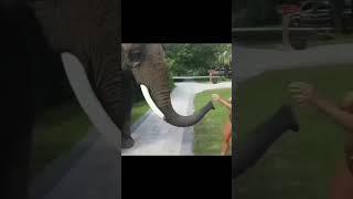 ELEPHANT IS VERY BAD 