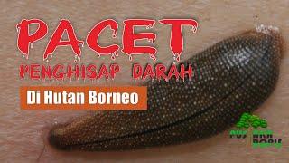 Mengenal Pacet  Penghisap Darah di Hutan Borneo