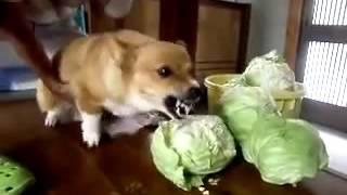 Very angry dog eating cabbage