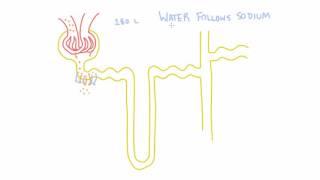 Reabsorption of Water in the Kidney -- Water Follows Sodium