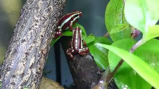 Anthonys poison arrow frog Epipedobates anthonyi male calling on my Vivarium.