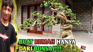 BUAT RUMAH DARI BUDIDAYA BONSAI SANCANG INTIP TIPS NYA YUKK #bonsai  #bonsaitree #petanibonsai