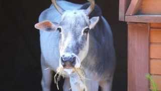 Zebu