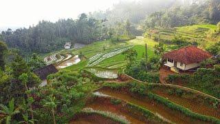 HAWA NYA DINGIN AH..Suasana Kampung Yang Indah Lewati Sawah dan Jalan Becek Sederhana Tapi Menarik