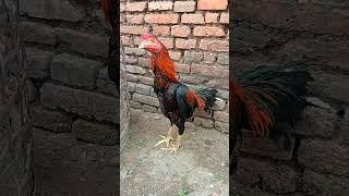 KASIH NAMA APA YHA ? #shortvideo #hobiayam #ayam #rooster