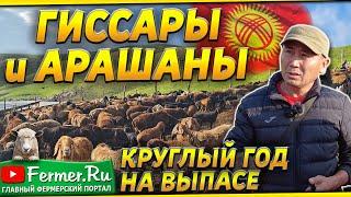 Вот это торг Гиссары Арашаны Бурские козы. Овцы и бараны круглый год на пастбище