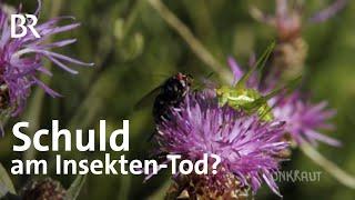 Insekten-Tod Welche Rolle spielt die Landwirtschaft?  UNKRAUT