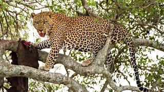 Leopard Facts Discovering Size And Habitat Of All Leopard Species