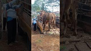 Menurunkan Sapi Limousin Super Gemuk diPasar Sapi #shorts #sapilemu #sapijumbo #cowvideos