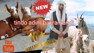 #bakramandi  #sindhgoatform tando adam mande best bakire