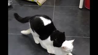 Black and white cats love  Cats Mating At Home  cat mating successful  Colors of life