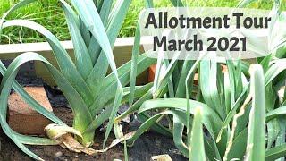 March Allotment Tour 2021 - Extending the fruit cage sowing seeds preparing for spring