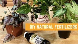 5 EASY + FREE DIY NATURAL FERTILIZERS FOR INDOOR PLANTS  Asiyahs Plant Life