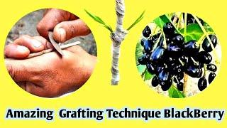 জাম গাছের কলম করার সহজ পদ্ধতি । Amazing Grafting Technique Black Berry Tree .