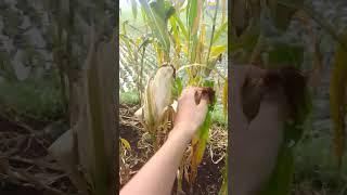 Suasana di Pedesaan ada Kebun Jagung #suasanapedesaan #kebun #jagung