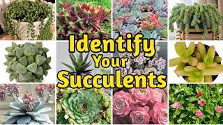 30+ Biginner-Friendly Types of Succulents  Common Succulents Identification with Name and Pictures