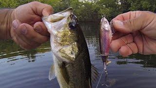 WHOPPER PLOPPER ANNIHILATION TOPWATER POND BASS FISHING