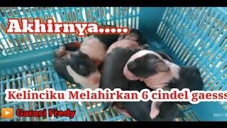 Kelinciku beranak gaessss ... 6 cindel sehat