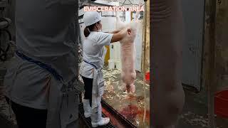 SWINE SLAUGHTERING OPERATIONS