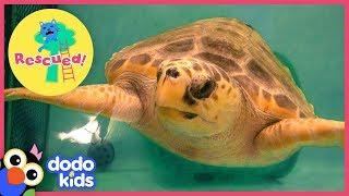 Huge Sea Turtle Was In Trouble Until A Team Of Heroes Saved Her  Animal Videos For Kids  Dodo Kids