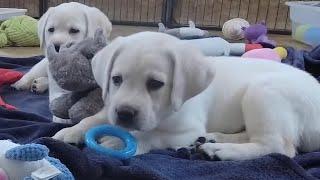 LIVE STREAM Puppy Cam Replay 6 Adorable Labrador Puppies 6-weeks-old #puppy #labrador #cutepuppies