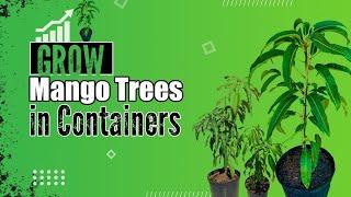 Grow Mango Trees in Containers  Know How To Grow Mango Tree in Pot