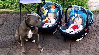 De Perros Protegiendo Bebés #2. Los Perros Aman a los Bebés 